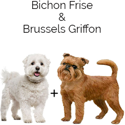 Griffichon Dog